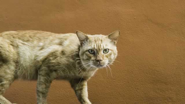 Logo for news article #0 (Here's Why Central Garden (CENT) is a Strong Growth Stock)