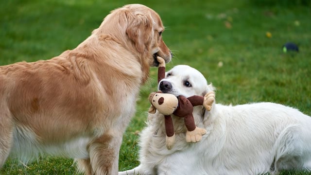 Logo for news article #2 (Chewy (CHWY) Advances While Market Declines: Some Information for Investors)