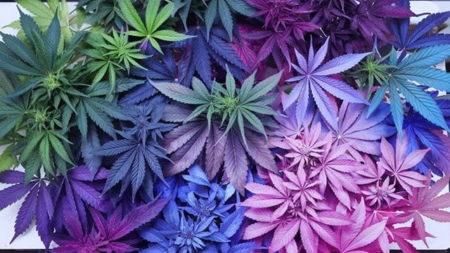 Logo for news article #1 (Will Canopy Growth Corporation (CGC) Report Negative Earnings Next Week? What You Should Know)