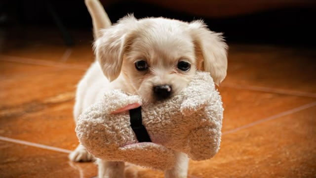 Logo for news article #0 (Chewy (CHWY) Stock Drops Despite Market Gains: Important Facts to Note)