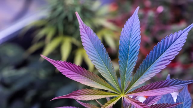 Logo for news article #0 (Canopy Growth Corporation (CGC) Advances While Market Declines: Some Information for Investors)