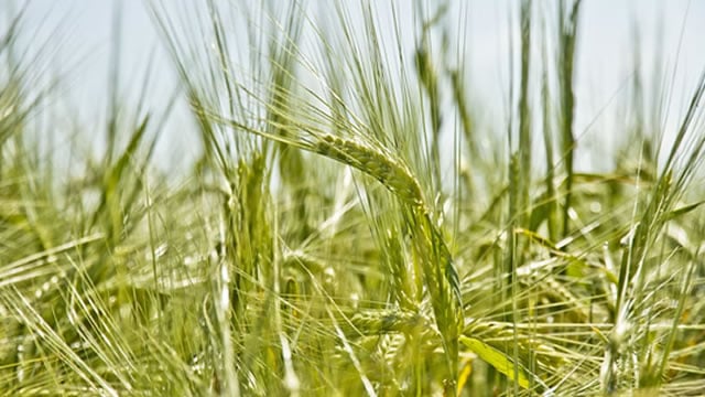 Logo for news article #2 (What's Going On With Archer-Daniels-Midland Today?)