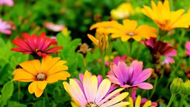 Logo for news article #1 (Central Garden & Pet: Margin Strength Intact Despite Soft Demand)