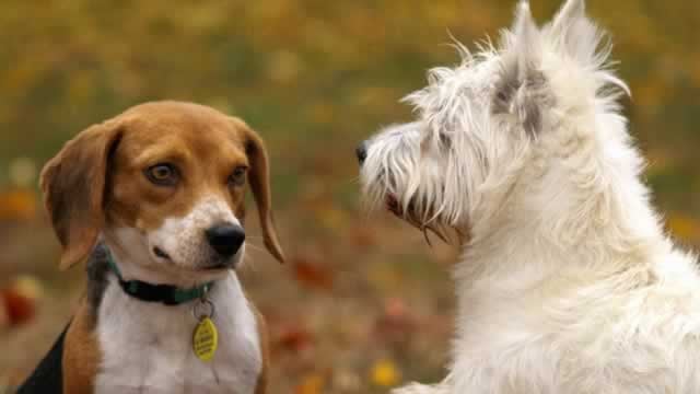 Logo for news article #1 (Why Central Garden (CENTA) Could Beat Earnings Estimates Again)