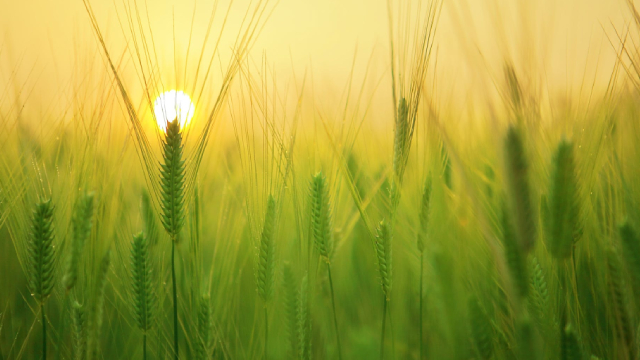 Logo for news article #0 (2 Safer Dividend Stocks to Get Ready for a Stock Market Correction)