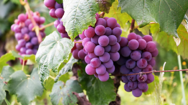 Logo for news article #0 (Will Bunge Global (BG) Beat Estimates Again in Its Next Earnings Report?)