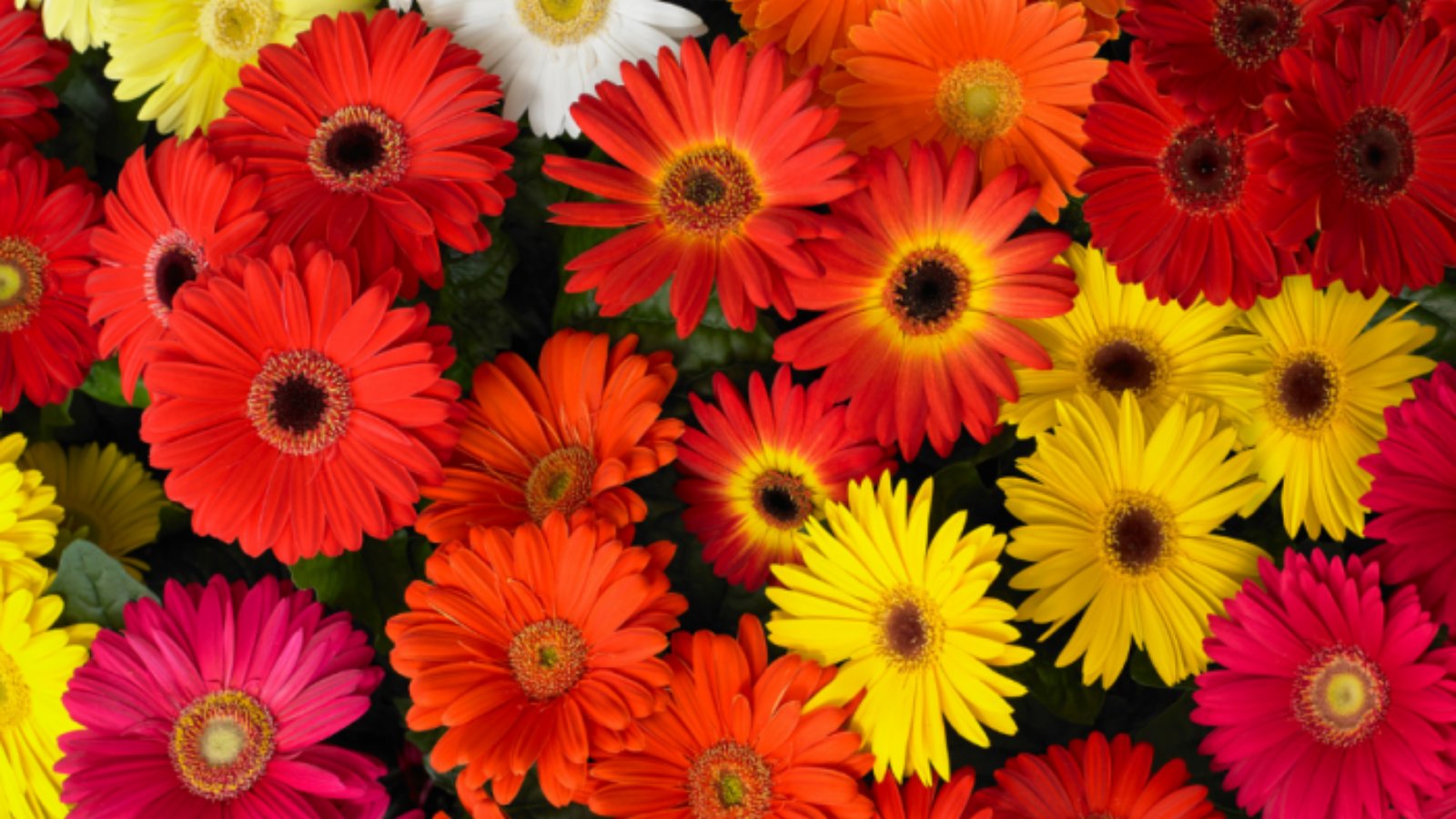 Image of cashback partner (Gardening Direct)